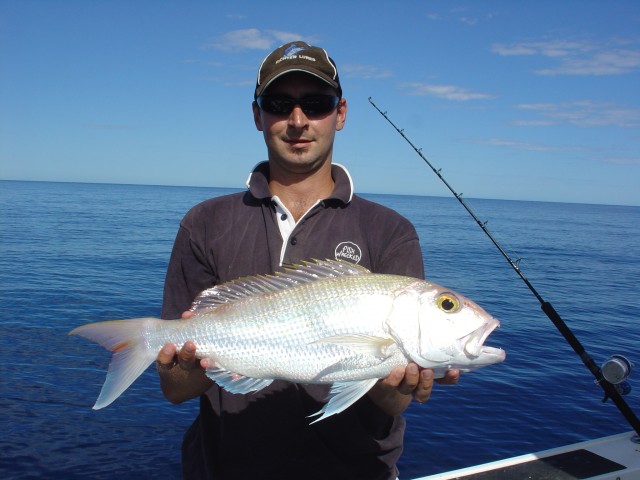 Gold Banded Jobfish